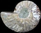 Agatized Ammonite Fossil (Half) #39627-1